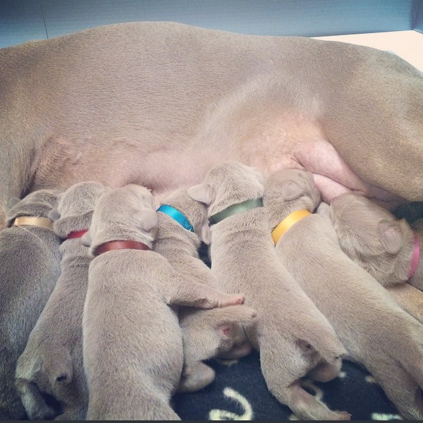 www.barrettweimaraners.com – First Two Weeks – 30