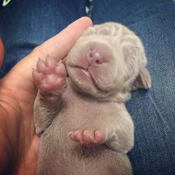 www.barrettweimaraners.com – First Two Weeks – 32