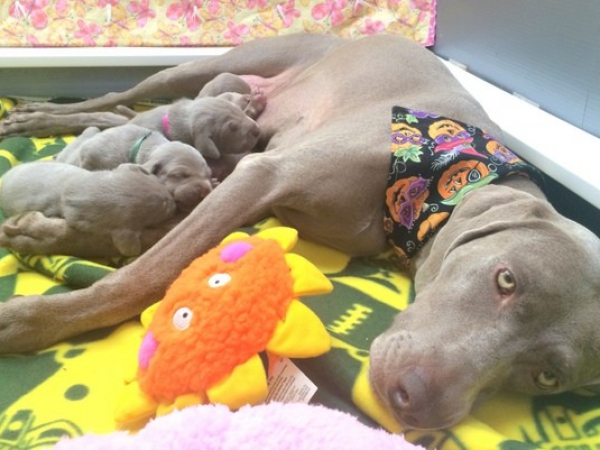 www.barrettweimaraners.com – First Two Weeks – 34