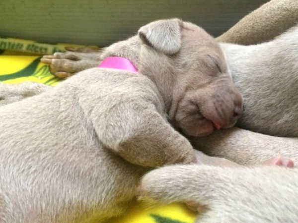 www.barrettweimaraners.com – First Two Weeks – 35