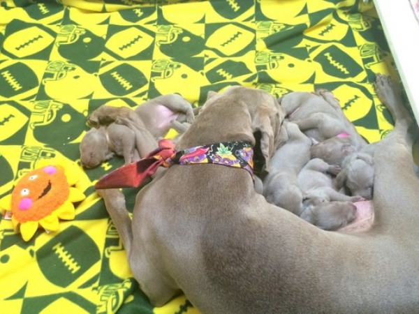 www.barrettweimaraners.com – First Two Weeks – 36