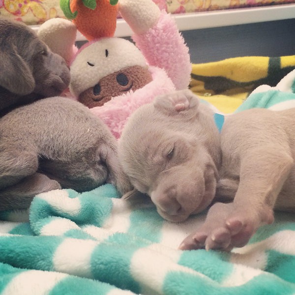 www.barrettweimaraners.com – 2014-10-22 – 002