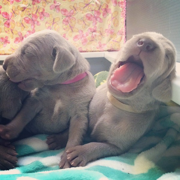 www.barrettweimaraners.com – 2014-10-22 – 003