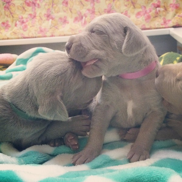 www.barrettweimaraners.com – 2014-10-22 – 004