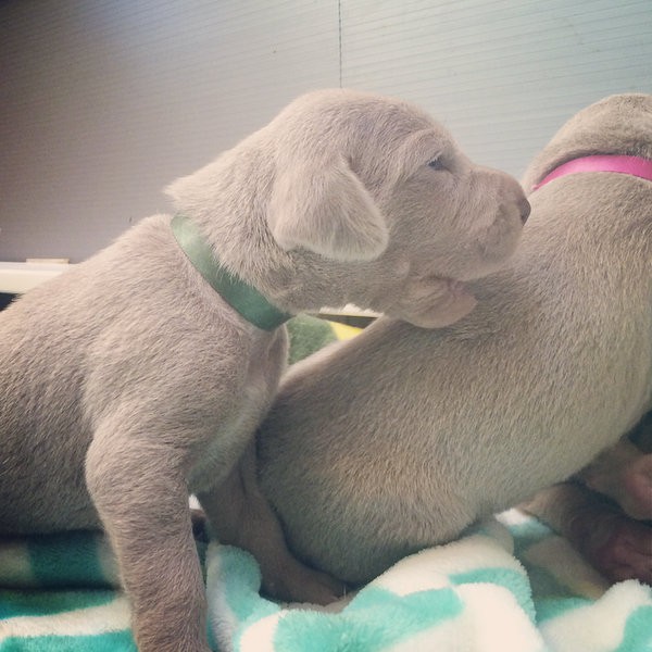 www.barrettweimaraners.com – 2014-10-22 – 005