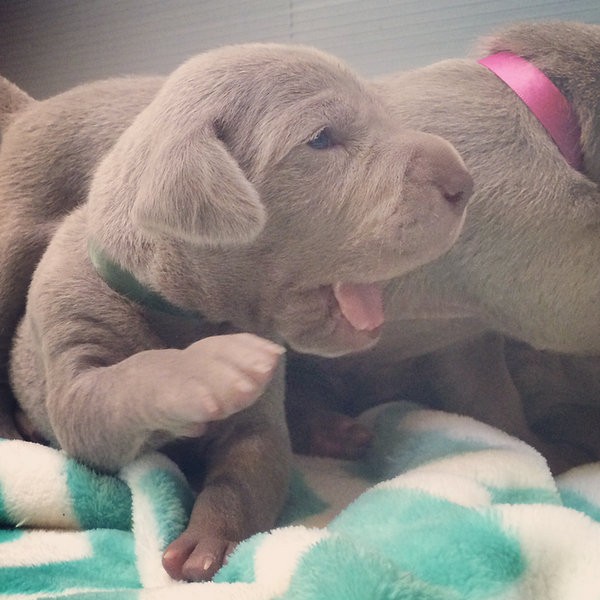 www.barrettweimaraners.com – 2014-10-22 – 006