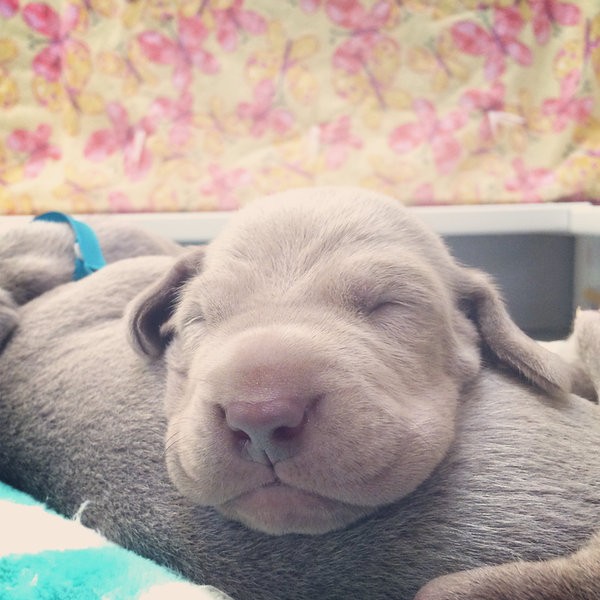 www.barrettweimaraners.com – 2014-10-22 – 009