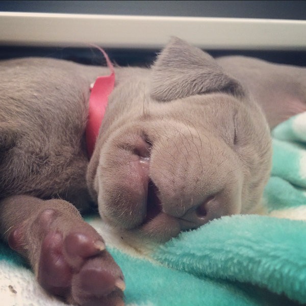 www.barrettweimaraners.com – 2014-10-22 – 011