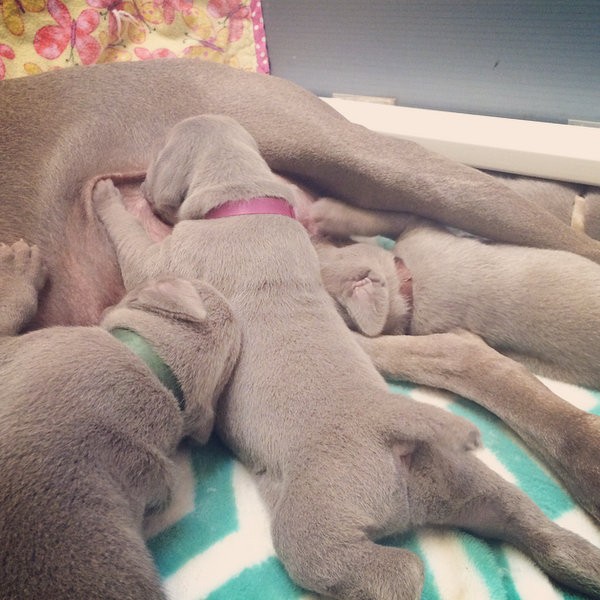 www.barrettweimaraners.com – 2014-10-22 – 013