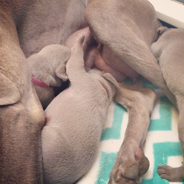 www.barrettweimaraners.com – 2014-10-22 – 014