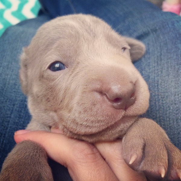 www.barrettweimaraners.com – 2014-10-22 – 017