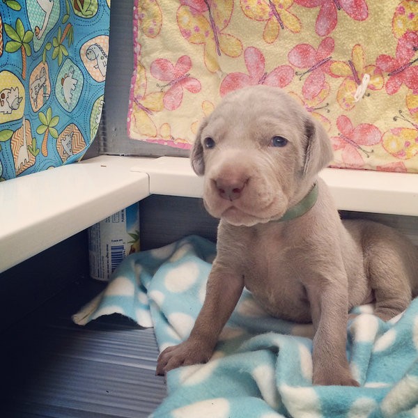 www.barrettweimaraners.com – 2014-10-24 – 006