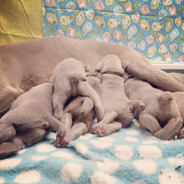 www.barrettweimaraners.com – 2014-10-24 – 007