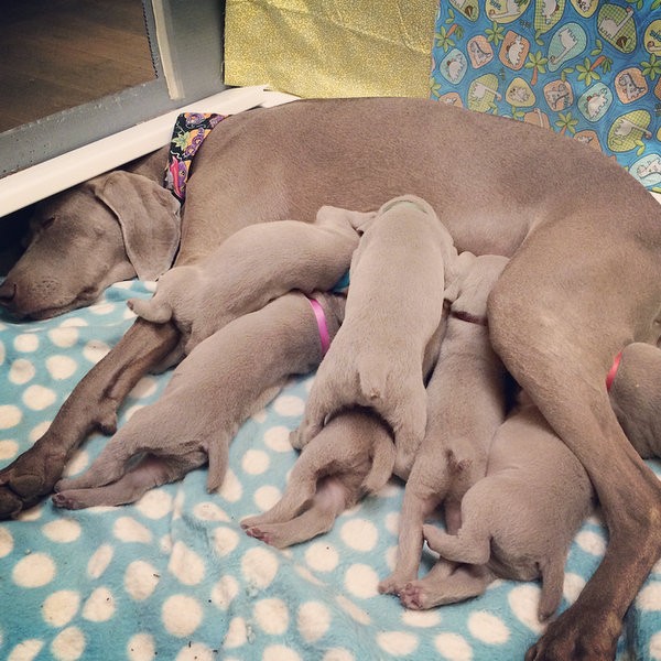 www.barrettweimaraners.com – 2014-10-24 – 008