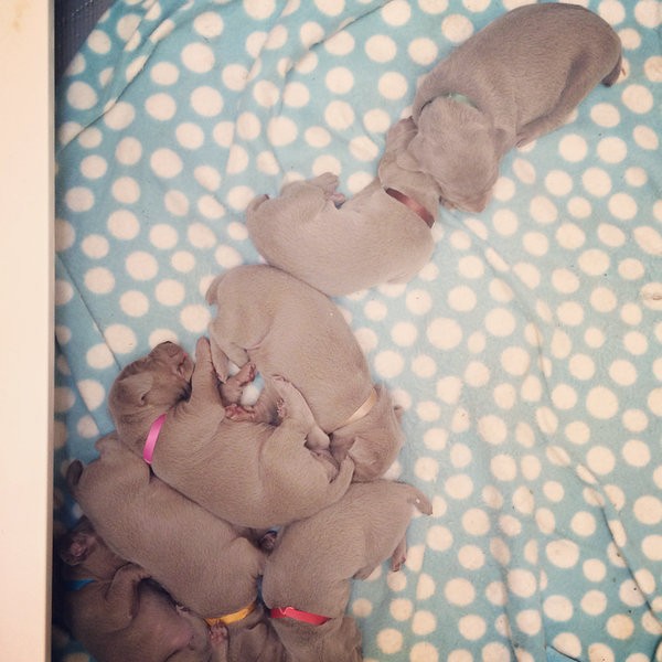 www.barrettweimaraners.com – 2014-10-24 – 009