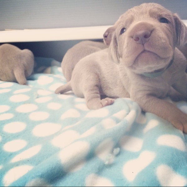 www.barrettweimaraners.com – 2014-10-24 – 013