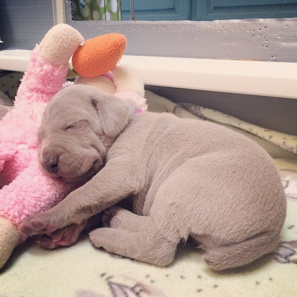 www.barrettweimaraners.com – 2014-10-25 – 005