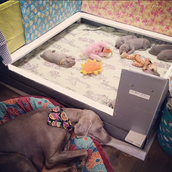 www.barrettweimaraners.com – 2014-10-25 – 009