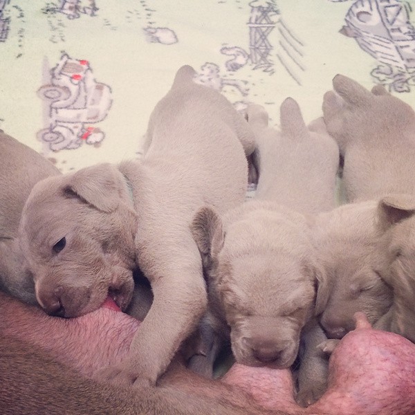 www.barrettweimaraners.com – 2014-10-25 – 012