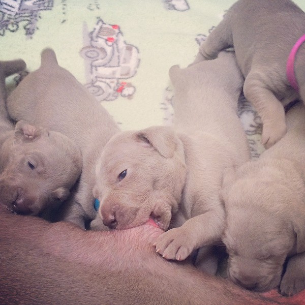 www.barrettweimaraners.com – 2014-10-25 – 013