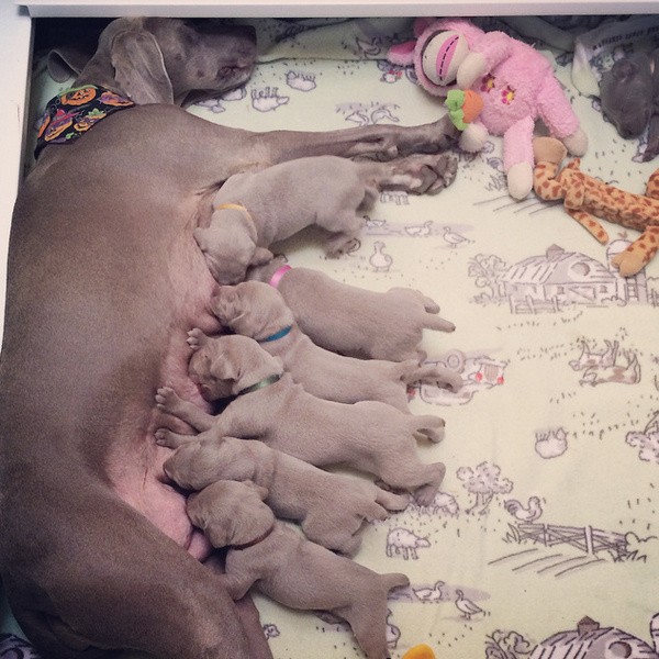 www.barrettweimaraners.com – 2014-10-25 – 014