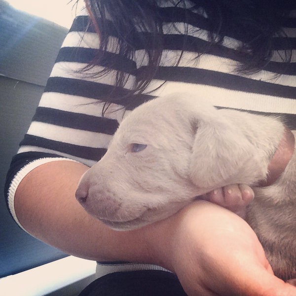 www.barrettweimaraners.com – 2014-10-25 – 017
