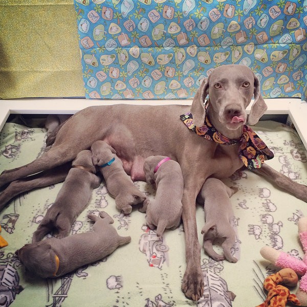 www.barrettweimaraners.com – 2014-10-25 – 021