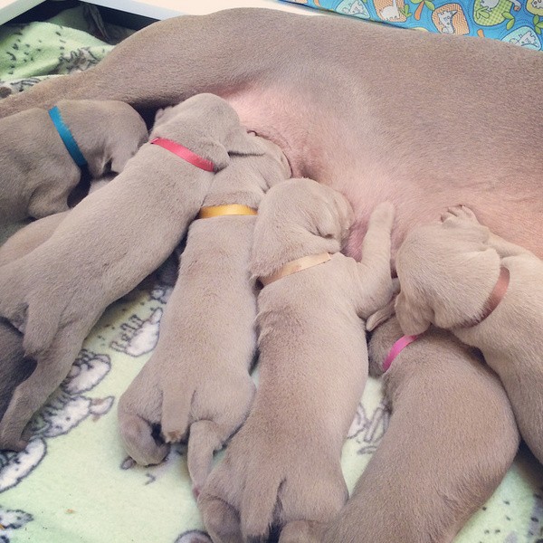 www.barrettweimaraners.com – 2014-10-25 – 024