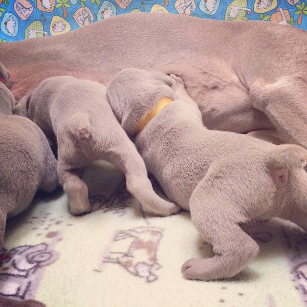 www.barrettweimaraners.com – 2014-10-25 – 025