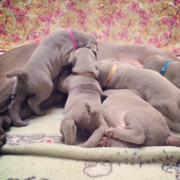 www.barrettweimaraners.com – 2014-10-26 – 001