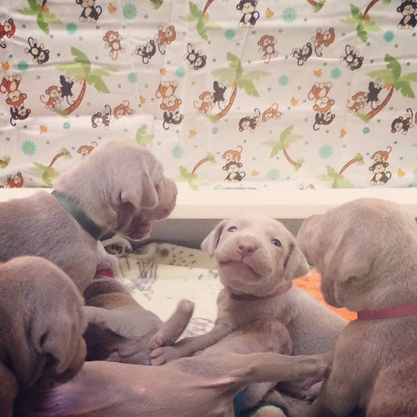 www.barrettweimaraners.com – 2014-10-27 – 001