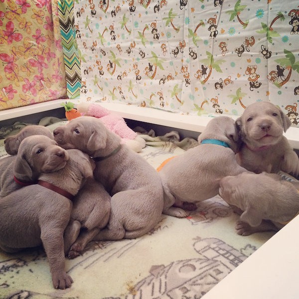 www.barrettweimaraners.com – 2014-10-27 – 005