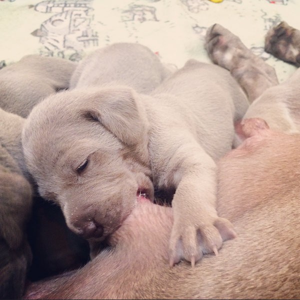 www.barrettweimaraners.com – 2014-10-27 – 007