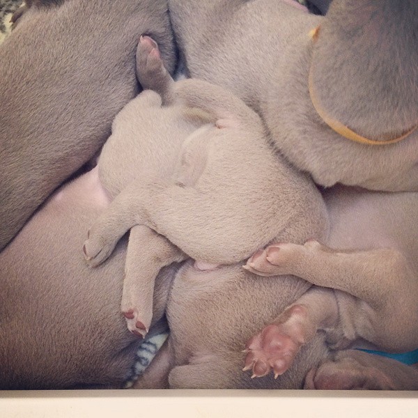 www.barrettweimaraners.com – 2014-10-27 – 009