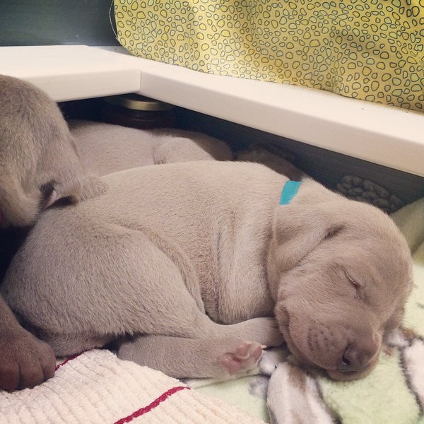 www.barrettweimaraners.com – 2014-10-27 – 012