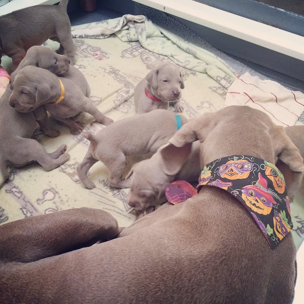 www.barrettweimaraners.com – 2014-10-27 – 013