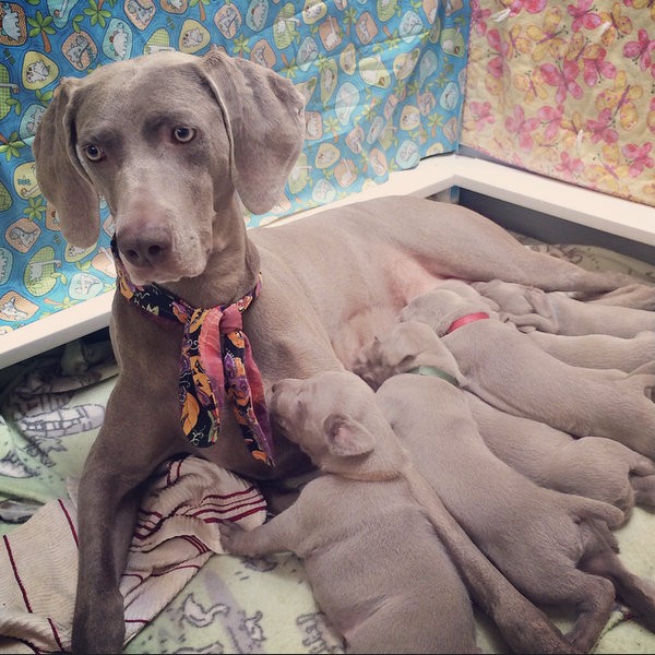 www.barrettweimaraners.com – 2014-10-27 – 014