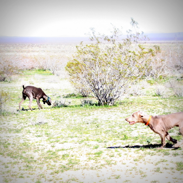 www.barrettweimaraners.com 2015-02-21 003