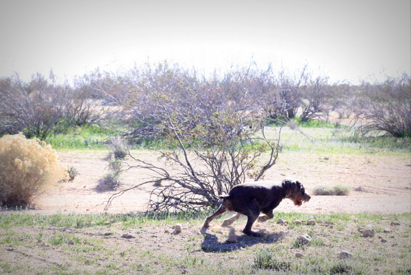 www.barrettweimaraners.com 2015-02-21 006