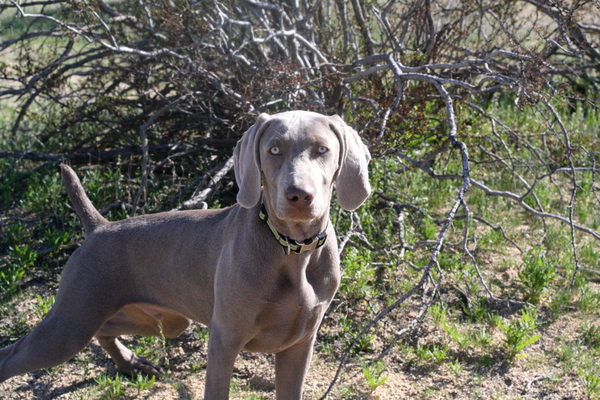 www.barrettweimaraners.com 2015-02-21 020
