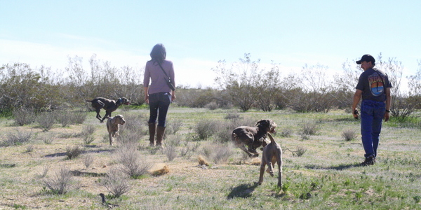 www.barrettweimaraners.com 2015-02-21 025