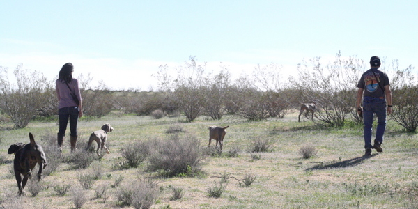 www.barrettweimaraners.com 2015-02-21 030