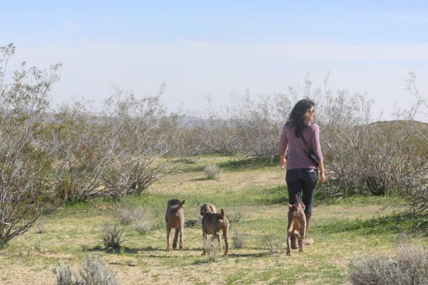 www.barrettweimaraners.com 2015-02-21 036