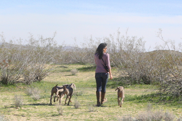 www.barrettweimaraners.com 2015-02-21 039