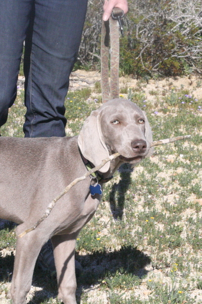 www.barrettweimaraners.com 2015-02-21 072