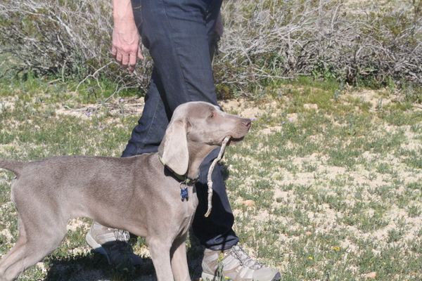 www.barrettweimaraners.com 2015-02-21 074