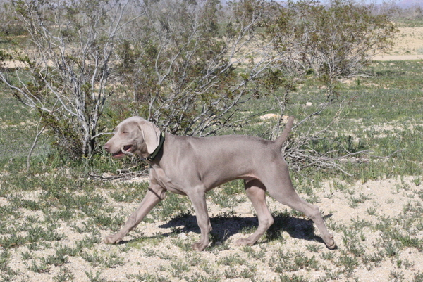 www.barrettweimaraners.com 2015-02-21 082