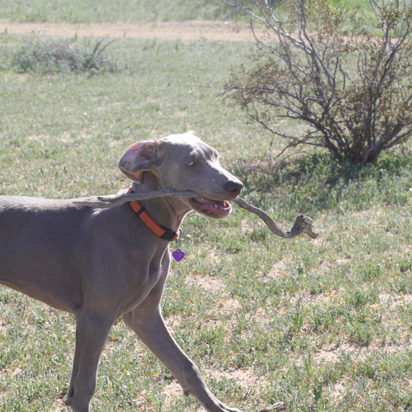 www.barrettweimaraners.com 2015-02-21 085