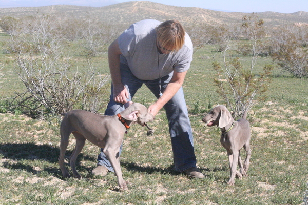www.barrettweimaraners.com 2015-02-21 093