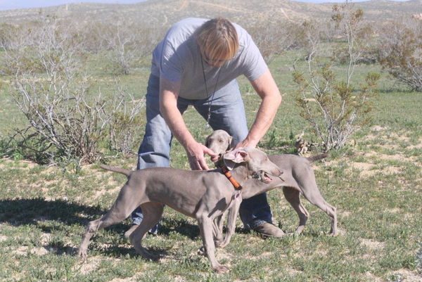 www.barrettweimaraners.com 2015-02-21 094